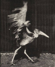 Plate 775 Adjutant, flying run — figure reference